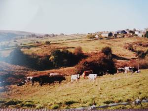 View of the farm from the hillside