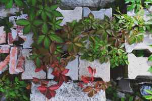Plants growing through a pile of unused bricks