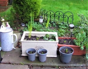 Daffodil and hyacinth bulbs growing in pots besides a lawn