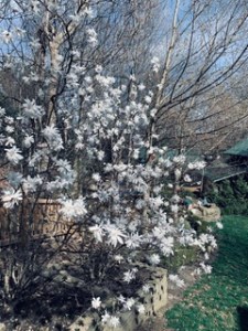 A view of an early flowering magnolia in Linda's garden, with white star shaped flowers. Beyond are bare branches of other trees and a bright blue sky.