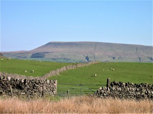 A view of Pendle Hill under a bright blue sky. In the foreground is a dry stone wall and a gate into a field with sheep and lambs.