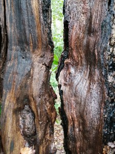 Through a crack down the tree, you can see the green of bushes beyond.  The two halves of the tree look like faces talking to each other, or about to kiss.  