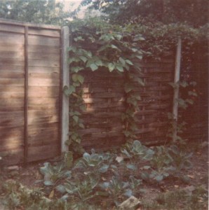Cabbages growing in a vegetable patch in front of a fence against which three runner bean plants are coming into flower.  The fence is dappled with sunshine.