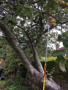 The apple picker, an extendable pole on the end of which is a yellow fishing net-style bag, is resting on the sloping apple tree.  Some apples are visible amongst the leaves on the tree.  There is a bird feeder hanging on one of the branches.