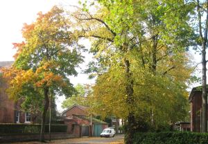 A view of a street bordered by very large trees with leaves of red, gold and green. A white van parked on the street looks tiny in comparison with the trees.