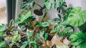 An array of green leaved houseplants in pots, in the corner of a room by a window.