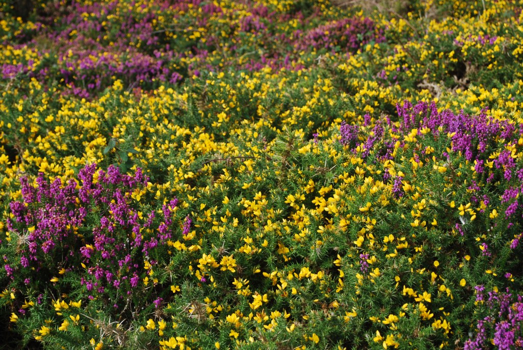A close up of yellow gorse and mauve heather