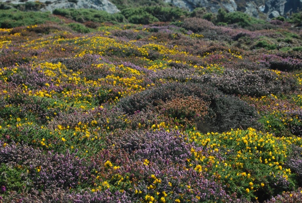 A view of clumps of gorse and purple heather with some rocks from the former quarry visible at the rear of the photograph.