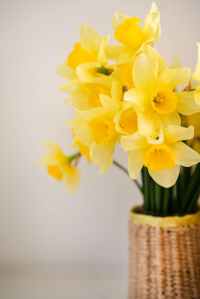A bunch of bright yellow daffodils in a wicker style vase.