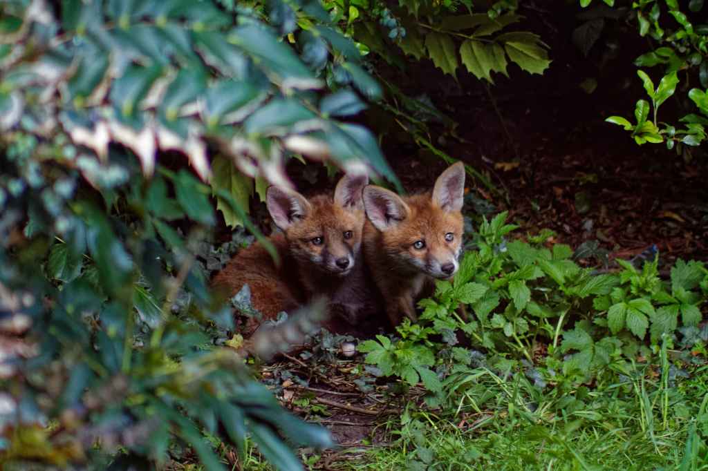 Two fox cubs resting in a shaded area surrounded by greenery.