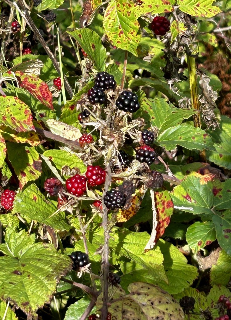Image description: A close up of blackberries, some ripe, some still red, and their leaves turning brown