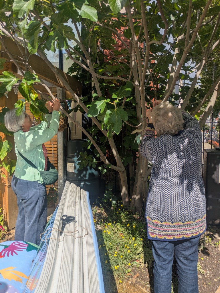 Image description: Two women stand beneath a leafy fig tree in the community garden, reaching up to attach small decorations or leaves to its branches. Sunlight falls through the foliage, with a colourful painted panel visible in the foreground.