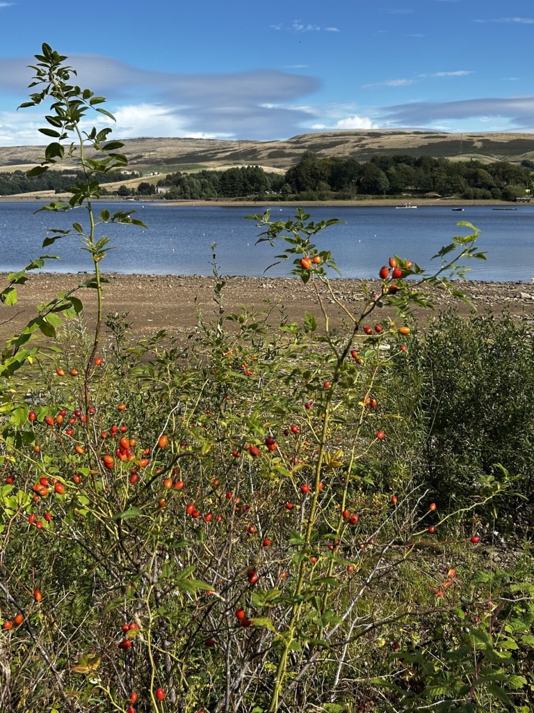 Image description: A photograph of Hollingworth Lake, the hills behind and rosehips growing along the shore