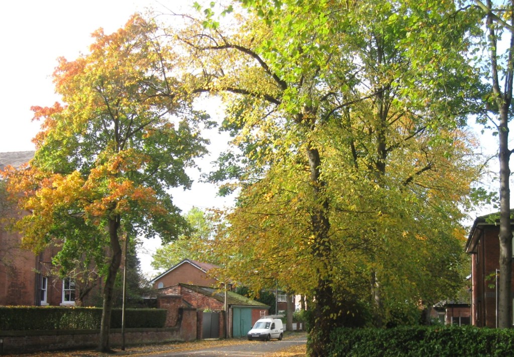 Image description:  sunlight through the yellowing leaves of some very tall trees growing way above the houses on a side street