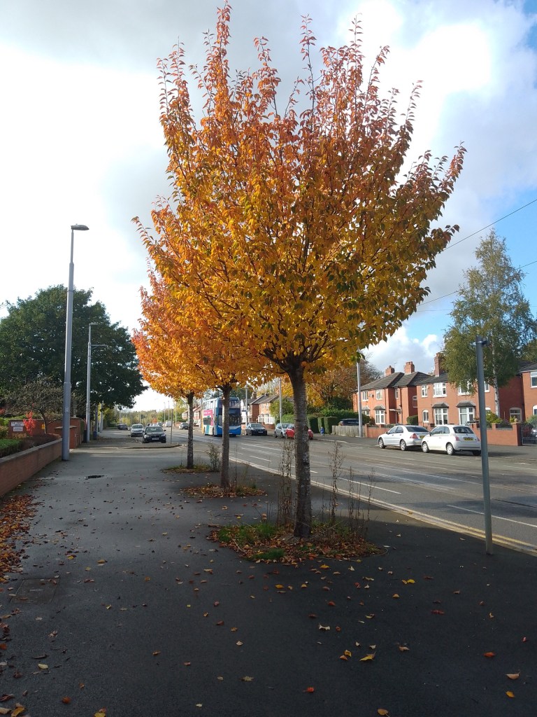 Image description:  three small trees with vivid orange and red leaves on the pavement along the edge of a road 